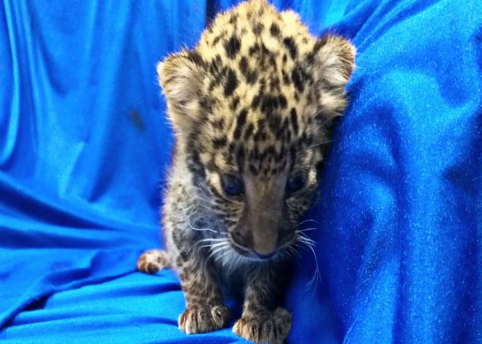 ਬੈਗ ''ਚ ਤੇਂਦੁਏ ਦਾ ਬੱਚਾ ਲੁਕਾ ਕੇ ਲਿਜਾ ਰਿਹਾ ਸੀ ਯਾਤਰੀ, ਗ੍ਰਿਫਤਾਰ