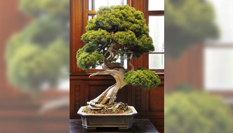 ਜਾਪਾਨ ''ਚ ਚੋਰੀ ਹੋਇਆ 63 ਲੱਖ ਦਾ 400 ਸਾਲ ਪੁਰਾਣਾ ਦਰੱਖਤ