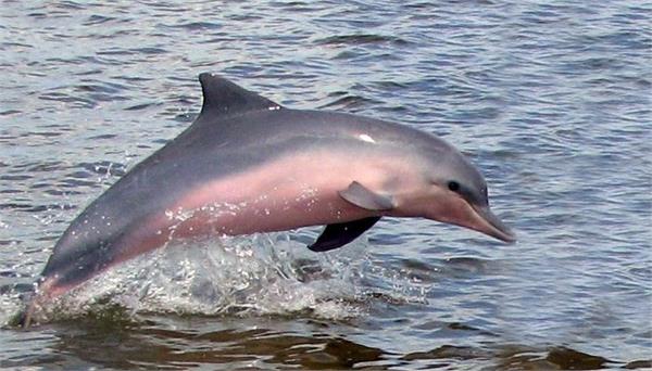 punjab govt announced dolphin as the state aquatic animal