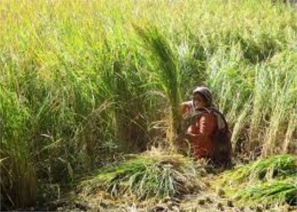 patiala agriculture women workers