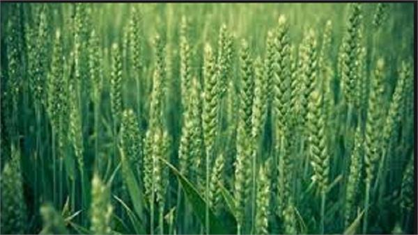 agriculture experts gave tips to save wheat