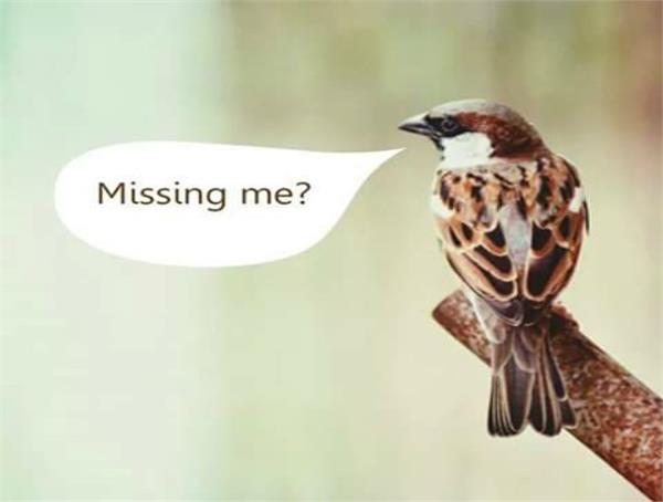 we are away from the sparrows    