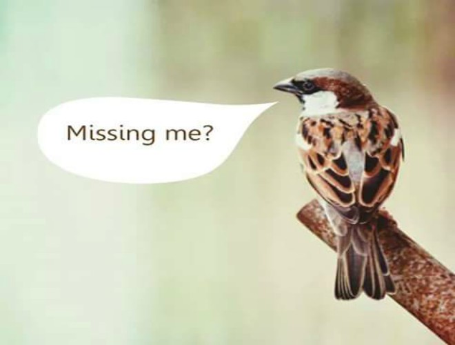 ਅਸੀਂ ਹੀ ਚਿੜੀਆਂ ਤੋਂ ਦੂਰ ਹੋ ਗਏ ਹਾਂ ...