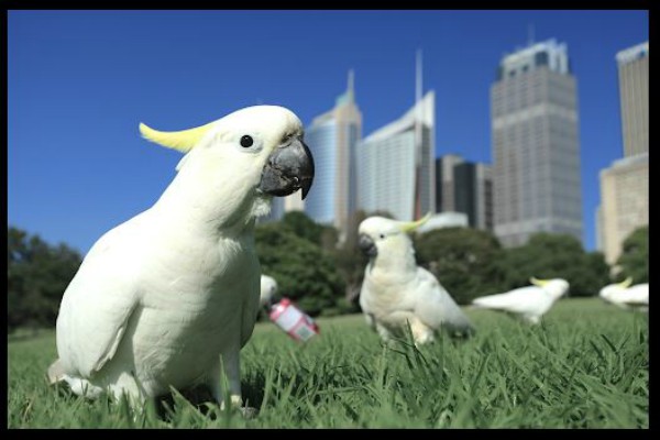 ਸੱਭਿਆਚਾਰ ਇਕ ਪਿੰਜਰਾ ਤੇ ਮਨੁੱਖ ‘ਮਿੱਠੂ ਰਾਮ’