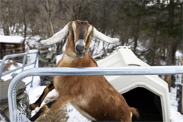 goat defeats cats  dogs to become mayor of this us town