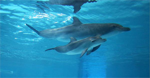 climate change threat to dolphins