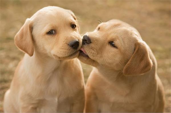 screams of the dogs