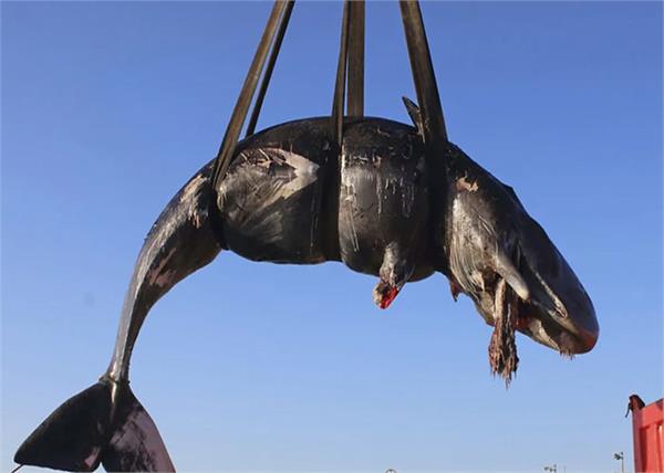 italy  22 kg plastic out of the belly of preganital whale