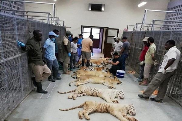pakistan  18 lions and tigers