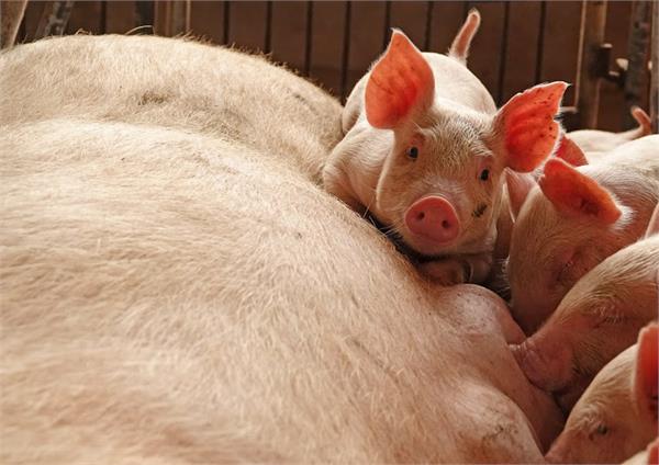 china demand for pigs so much that the world could not even do it together