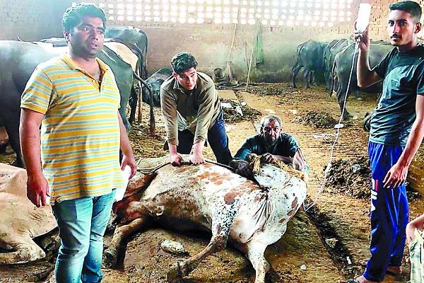 malerkotla  dairy farm  50 cattle  death