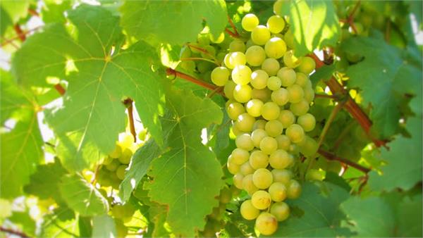 european country indian gourmet cgrape