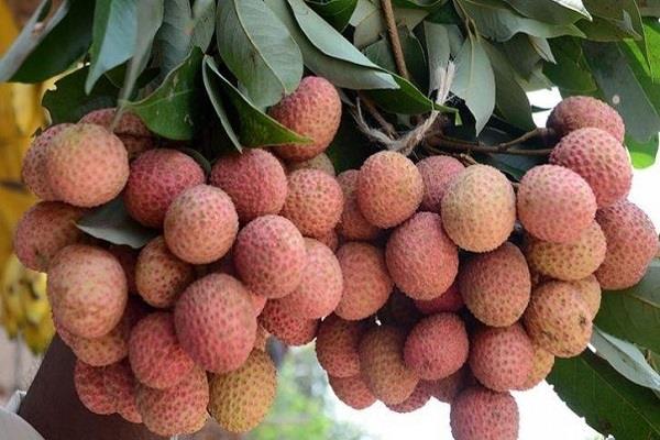 bihar  chamki fever  litchi