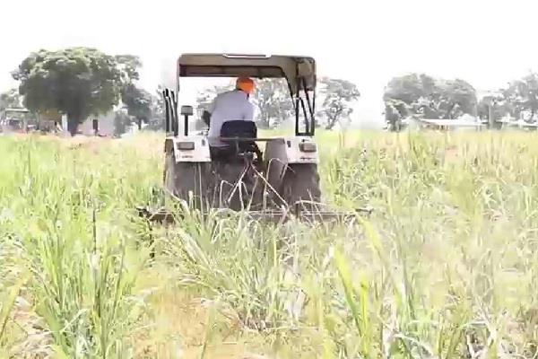 punjab  sugarcane farmers