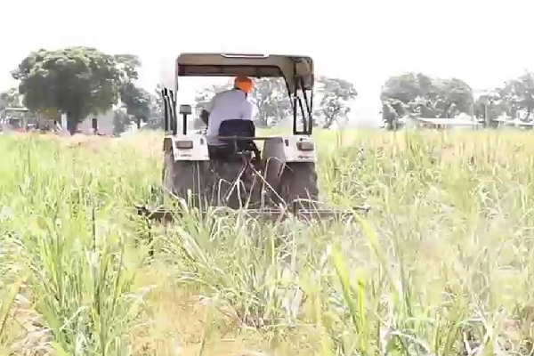 ਪੰਜਾਬ ''ਚ ਇਸ ਵਾਰ ਘੱਟ ਸਕਦੀ ਹੈ ਗੰਨੇ ਦੀ ਫਸਲ