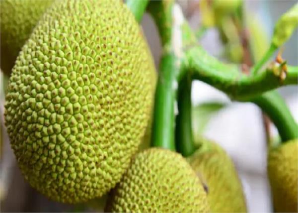 market jackfruit biscuit chocolate juice