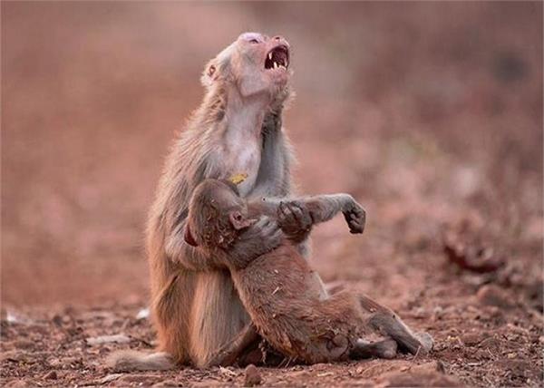 summer forest monkey death madhya pradesh