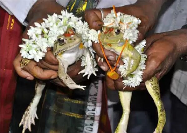 frogs marriage in karnataka