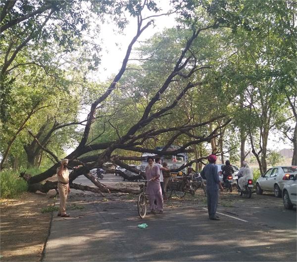 suddenly a dry tree fall on the highway