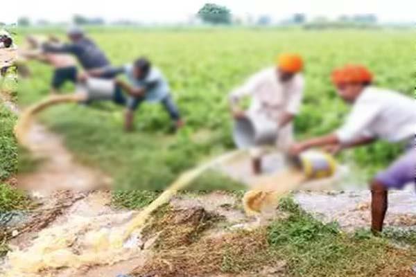 crop distroy in punjab