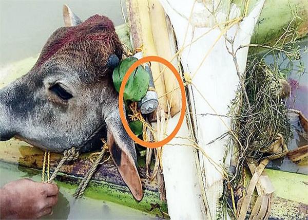 animals bomb bangladesh smuggling