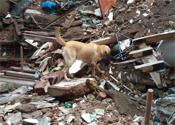 mumbai accident sniffer dogs building debris