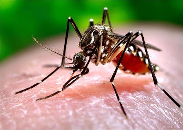 mosquitoes against infection virus