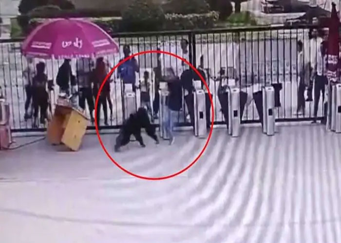 ਚਿੜੀਆਘਰ ਤੋਂ ਭੱਜਿਆ ਚਿੰਪਾਂਜ਼ੀ, ਮੁਲਾਜ਼ਮ ਨੇ ਰੋਕਿਆ ਤਾਂ ਮਾਰੀ ਲੱਤ