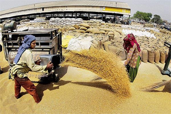 captain amarinder singh  grain  punjab agro foodgrain