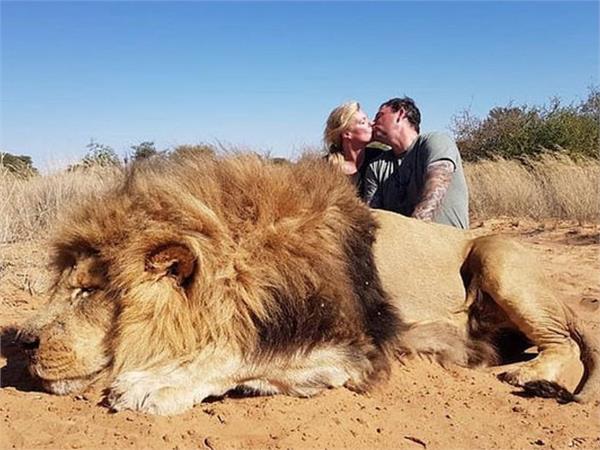 canadian couple kiss over lion  s corpse they shot on safari