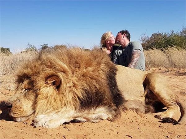 canadian couple kiss over lion  s corpse they shot on safari