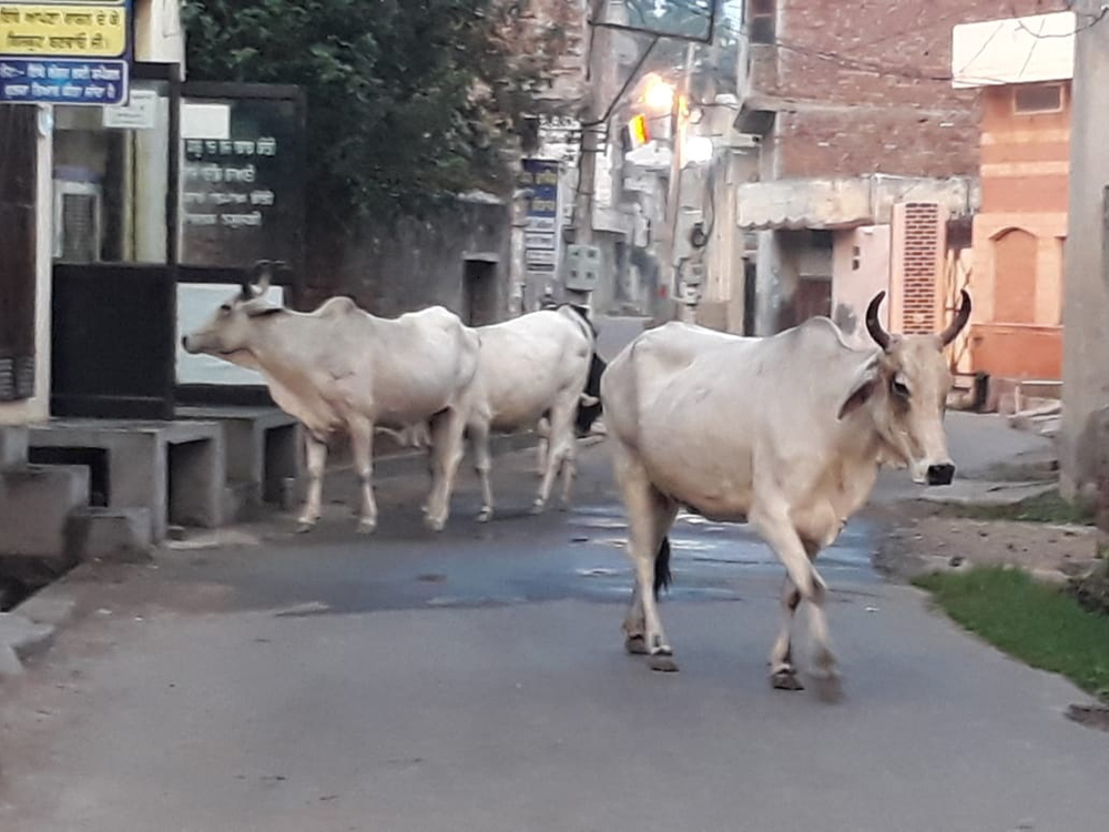 ਬੇਸਹਾਰਾ ਪਸ਼ੂਆਂ ਨੂੰ ਨੱਥ ਪਾਉਣ ’ਚ ਪ੍ਰਸ਼ਾਸਨ ਦੇ ਹੱਥ ਖੜ੍ਹੇ!