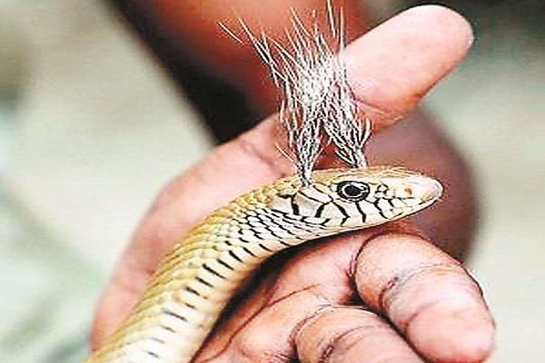 torture on snakes to look   more attractive  