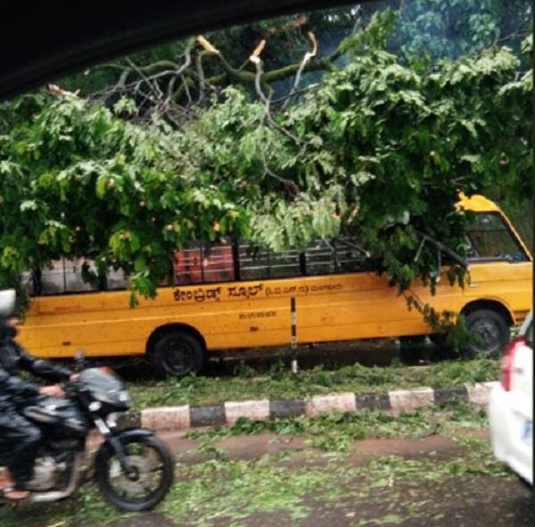 tree fell on school bus mangaluru