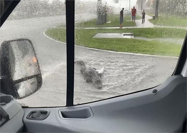 when a crocodile suddenly came on the road  people had teeth