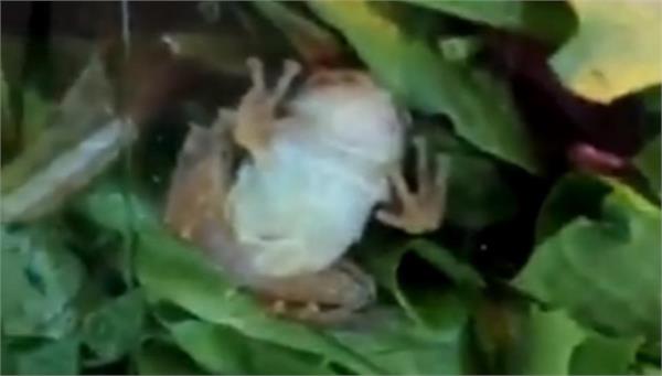 it s alive  woman finds live frog in pack of lettuce  watch