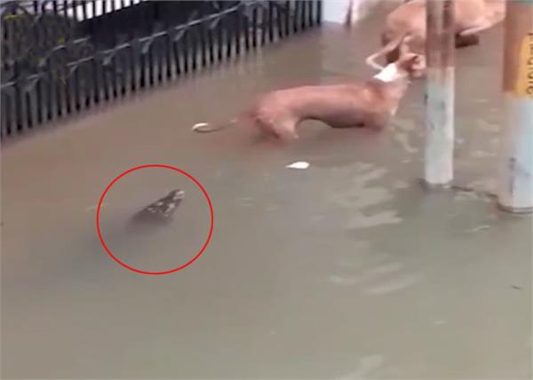 dangerous crocodile floating in the city after heavy rains