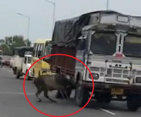 sangrur  stray cattle  bridge
