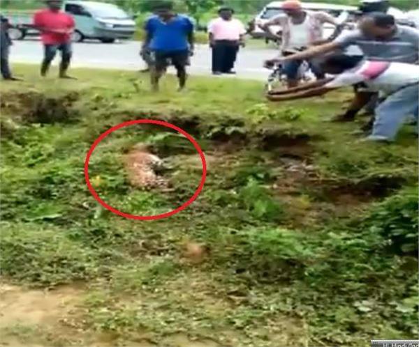 an injured leopard attacked a man who was clicking its pictures in alipurduar