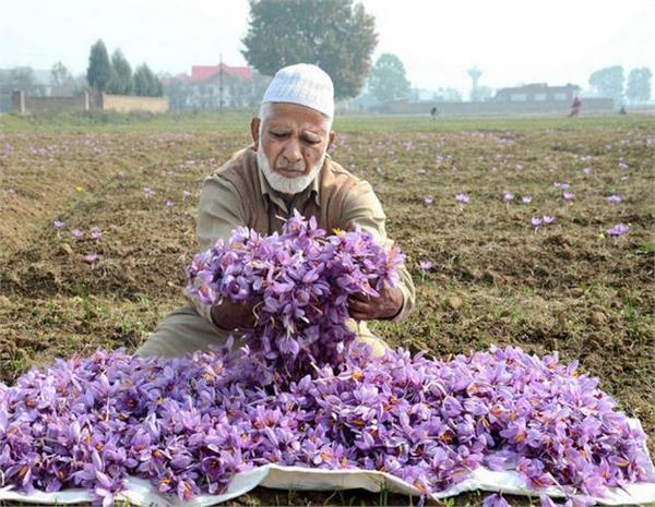 in kashmir  now days of saffron and silk producers turn around