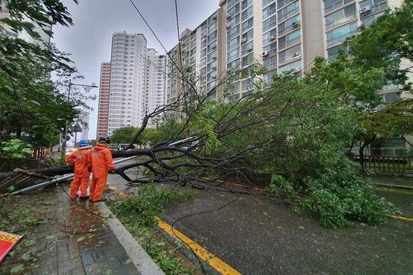 typhoon south korea flights cancelled