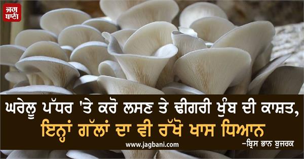 domestic level garlic dhigari mushroom cultivation important things