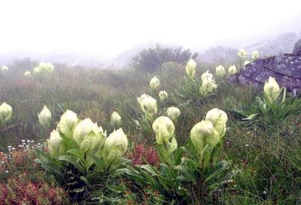 brahma lotus flowers bloom in uttarakhand s chamoli