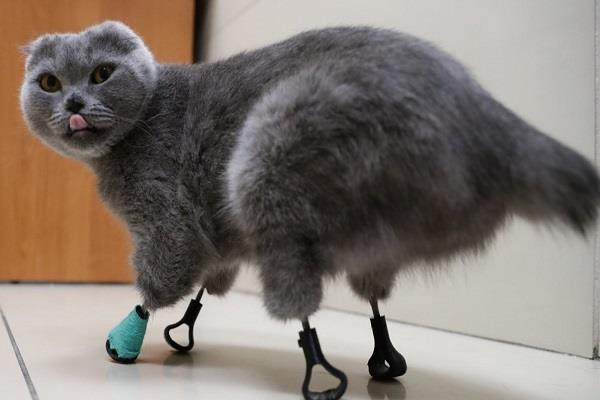 siberia cat amputee paws 3d printed