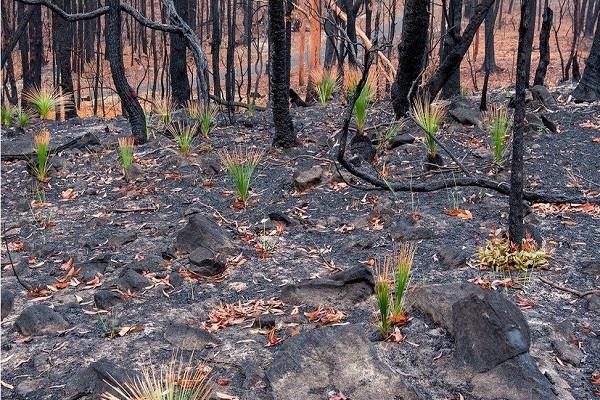 australia fires plants photographed regrowing in ashes