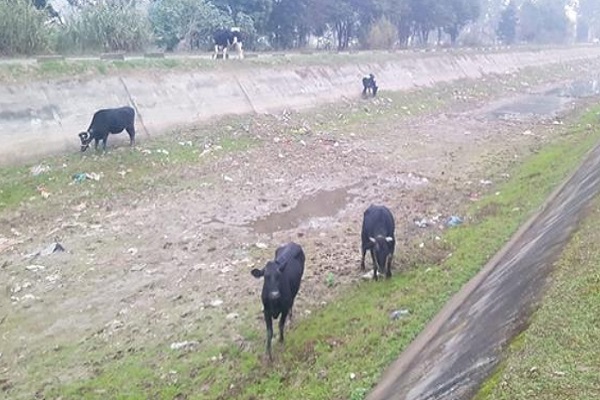 ਬਿਸਤ ਦੁਆਬ ਤੋਂ 24 ਹਜ਼ਾਰ ਤੋਂ ਵਧੇਰੇ ਦਰੱਖਤਾਂ ਦੀ ਕਟਾਈ ਦੇ ਮਾਮਲੇ ਦੀ ACS ਖੰਨਾ ਕਰਨਗੇ ਜਾਂਚ