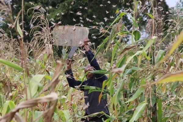 locusts invade uganda