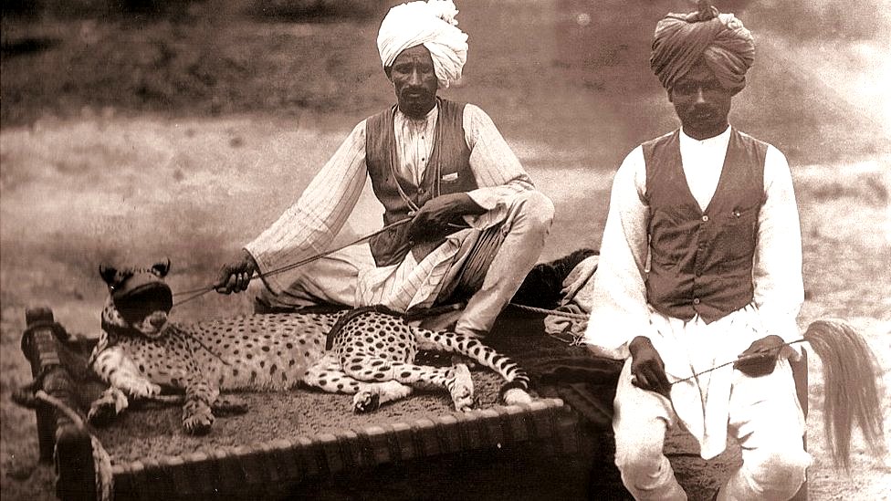 ਭਾਰਤ ਪਰਤੇਗਾ ਚੀਤਾ: ਮੁਗਲ ਕਾਲ ’ਚ ਚੀਤੇ ਸ਼ਿਕਾਰੀ ਕੁੱਤਿਆਂ ਵਾਂਗ ਵਰਤੇ ਜਾਂਦੇ ਸਨ
