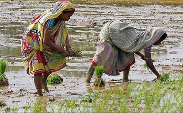 increasing influence of women in indian agriculture