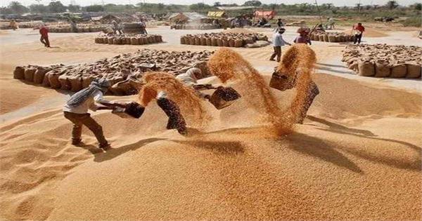 the state governments will start procuring wheat from april 15